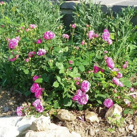 Bed & Breakfast Le Donjon De La Reine Margot