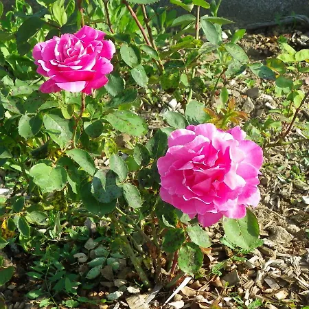 Le Donjon De La Reine Margot Beaumont (Haute-Loire)