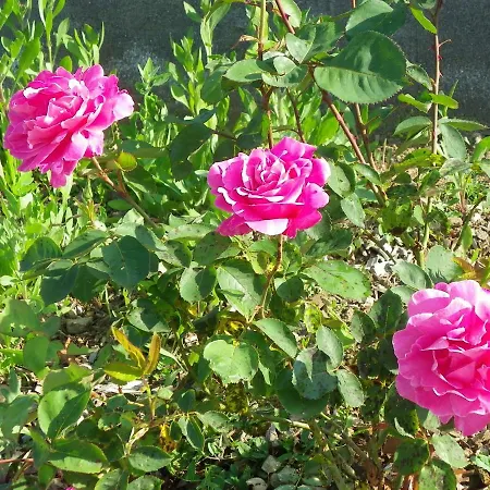 Le Donjon De La Reine Margot Beaumont (Haute-Loire)