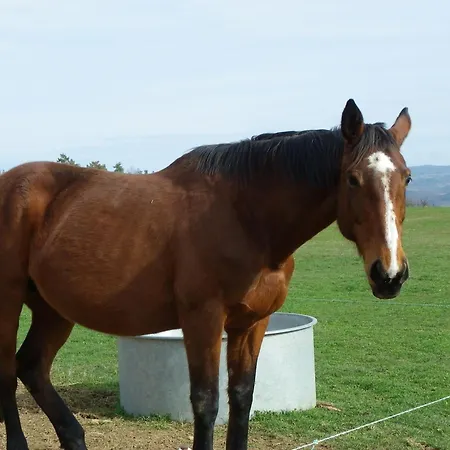 Le Donjon De La Reine Margot Bed & Breakfast Beaumont (Haute-Loire)