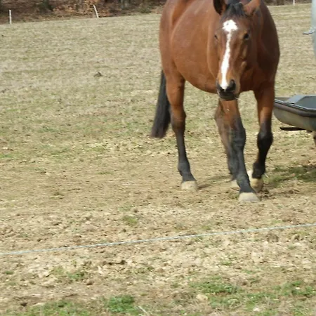 Couette-café Le Donjon De La Reine Margot 3*