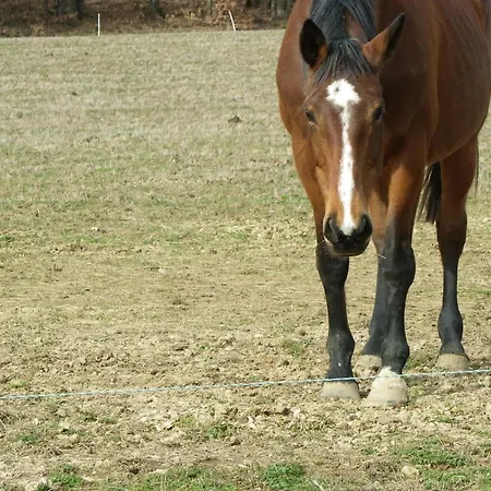 Le Donjon De La Reine Margot Couette-café 3*
