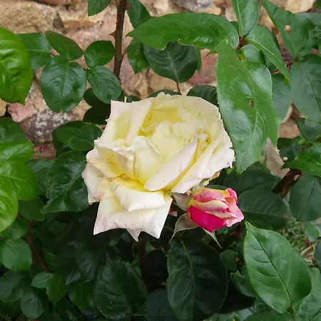 Le Donjon De La Reine Margot Bed & Breakfast Beaumont (Haute-Loire)