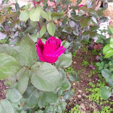 Le Donjon De La Reine Margot