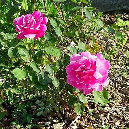 Le Donjon De La Reine Margot 3*